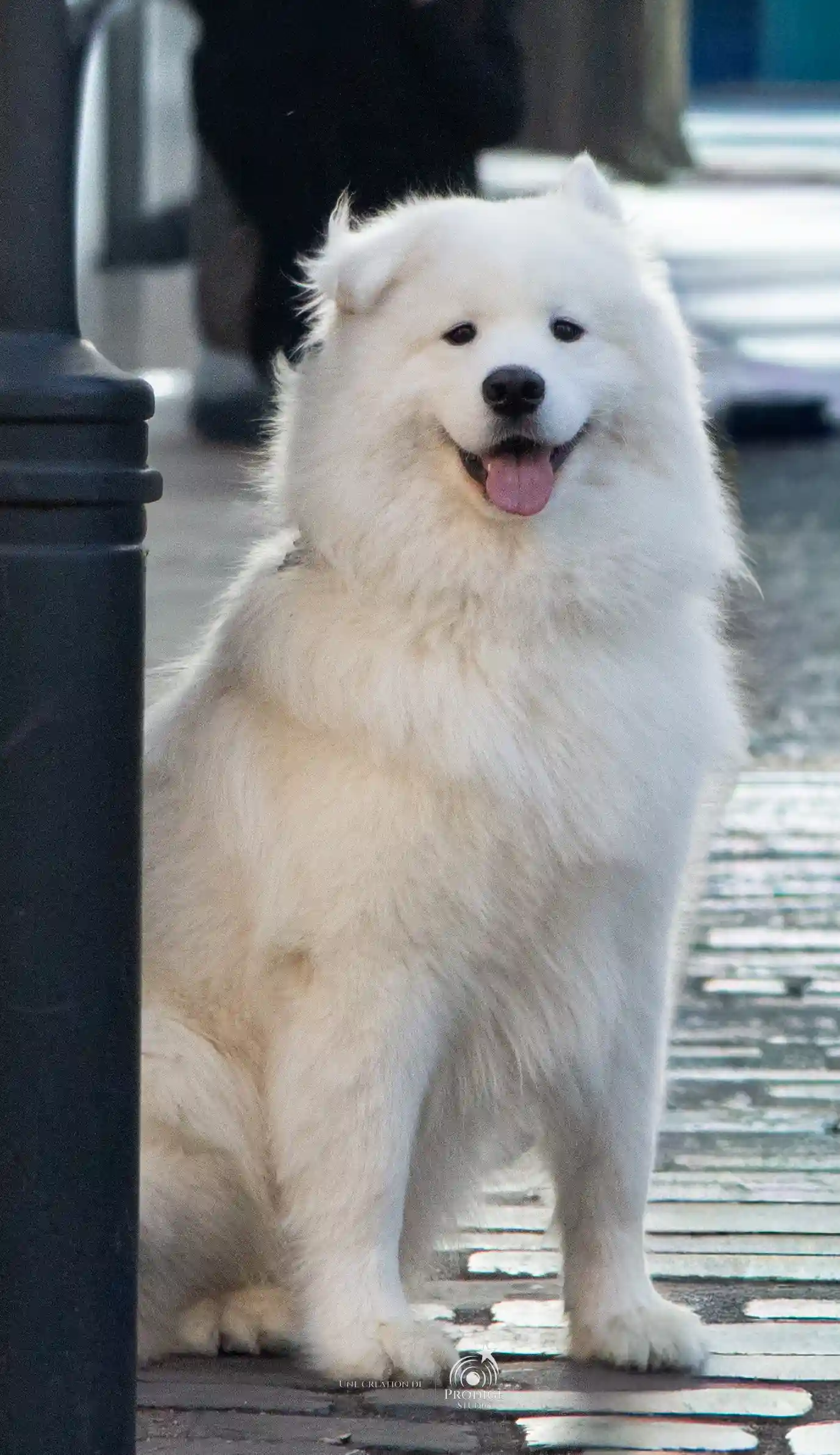 Volt